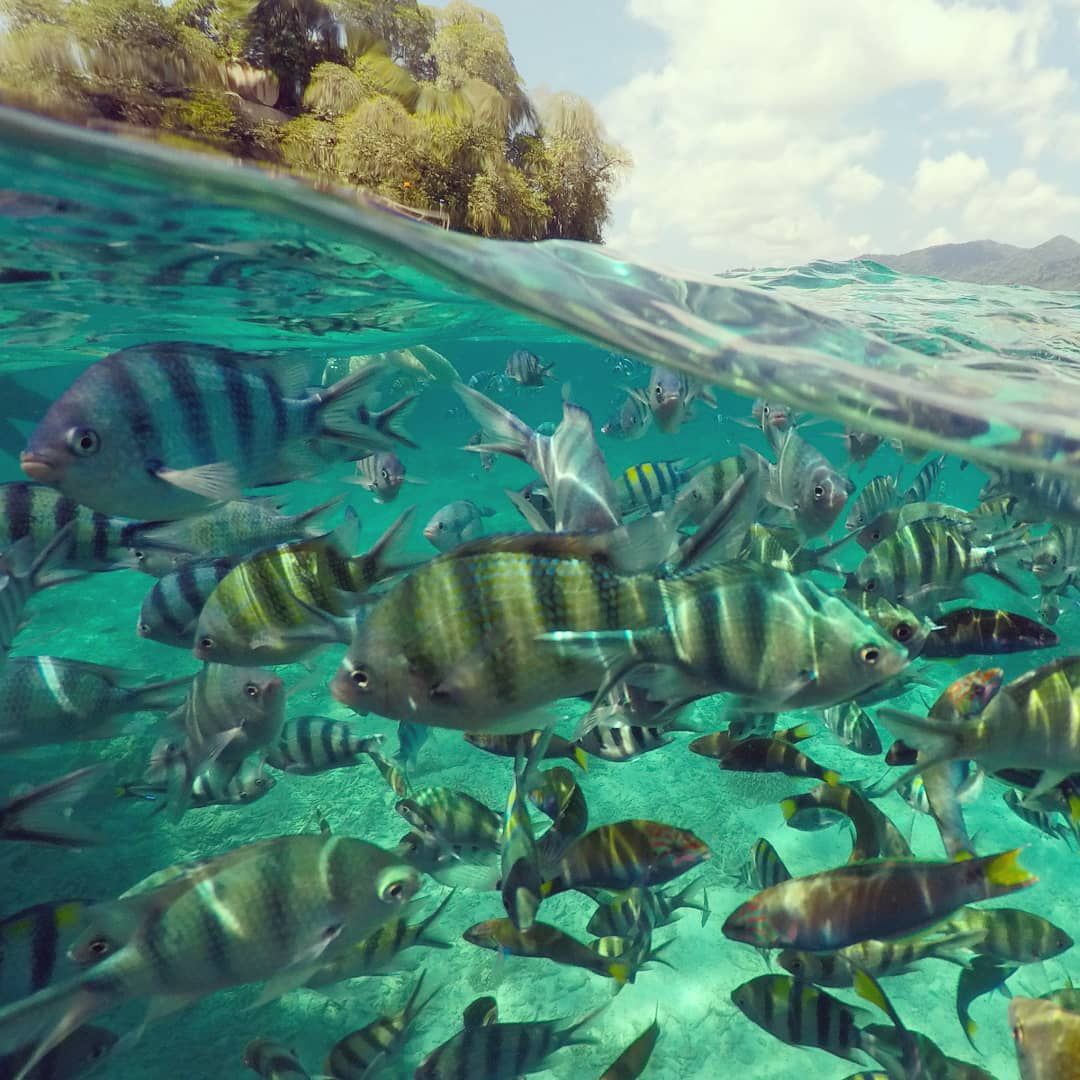 Underwater shot of tropical fish