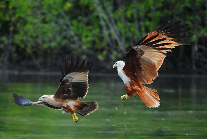 Brahminy kite eagles in flight