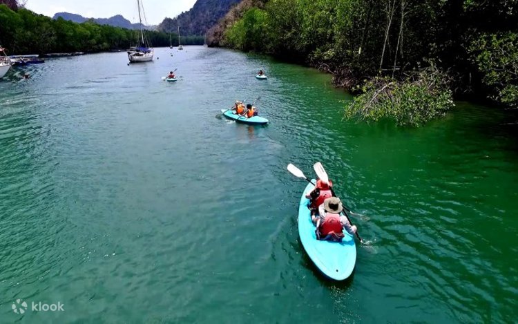 Kayaking through emerald mangrove waters